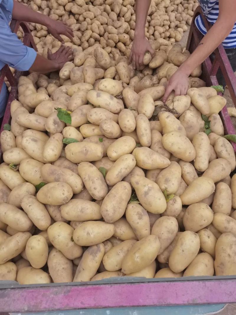 荷兰十五土豆—希森—V7三两以上通货大量供应中