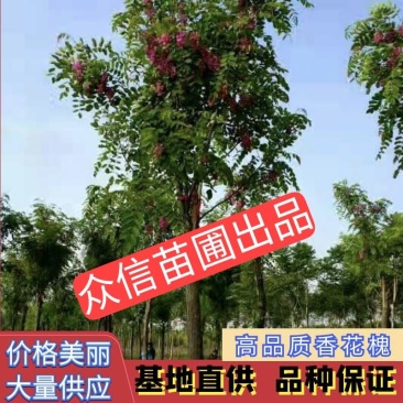 香花槐，河北香花槐，嫁接香花槐，红花刺槐，红花洋槐