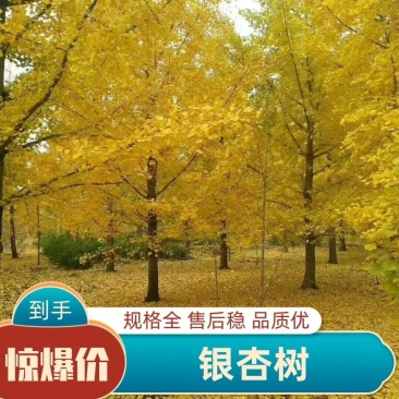全国发货银杏树银杏树苗规格齐全1~80cm现挖现发