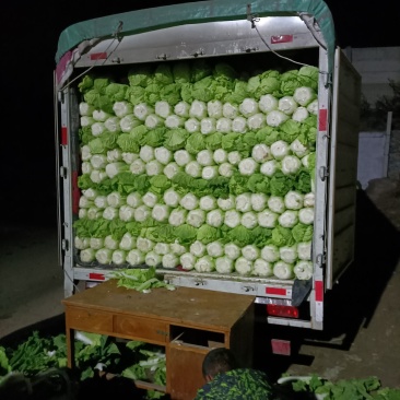 定州精品白菜北京三号白菜，大量上市欢迎收购