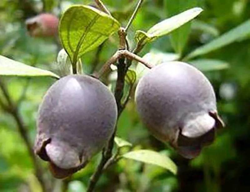 桃金娘种植苗……成熟可以吃也可以泡酒