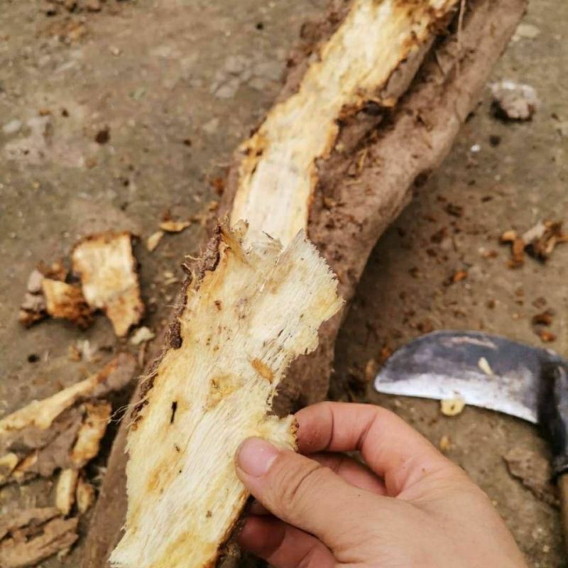 鲜葛根柴葛根大山葛根整个自己挖葛根片湿葛根批发