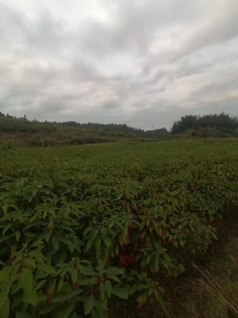 山乌桕苗！地苗，袋苗都有，质优价廉，诚信可靠！基地直供！