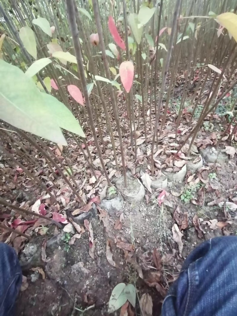 山乌桕苗！地苗，袋苗都有，质优价廉，诚信可靠！基地直供！