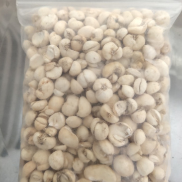 浙贝川贝平贝，选装小贝母物美价优！大货批发