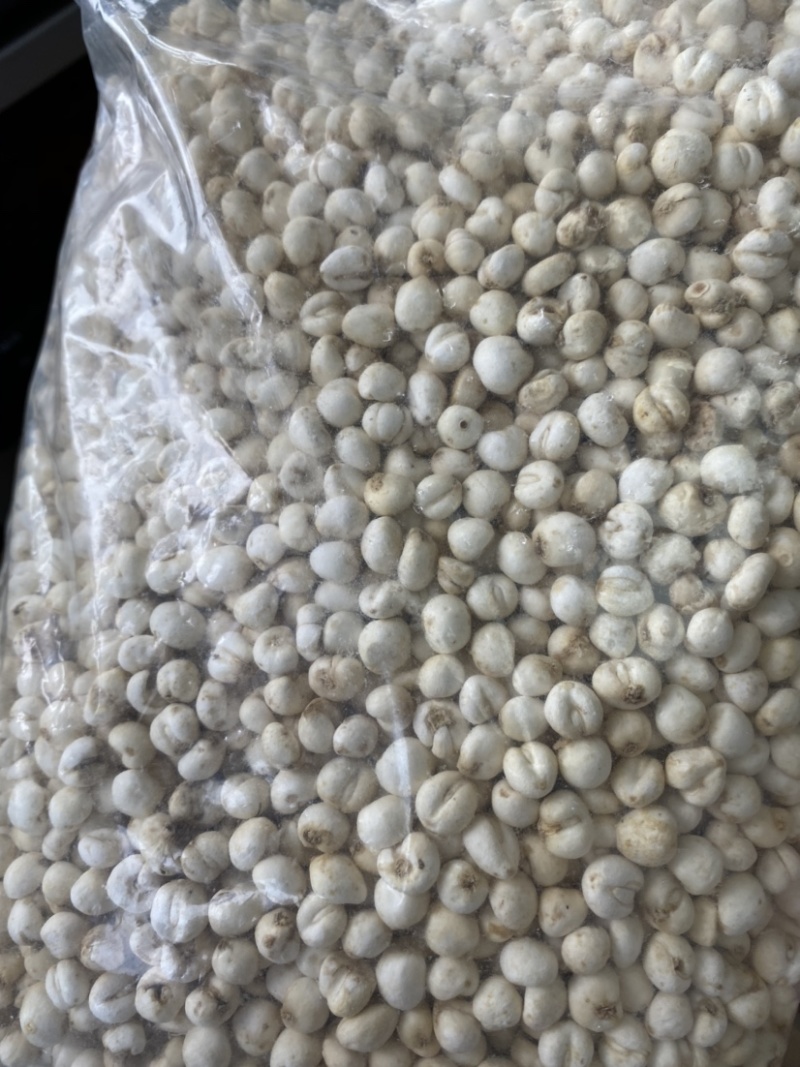 浙贝川贝平贝，选装小贝母物美价优！大货批发