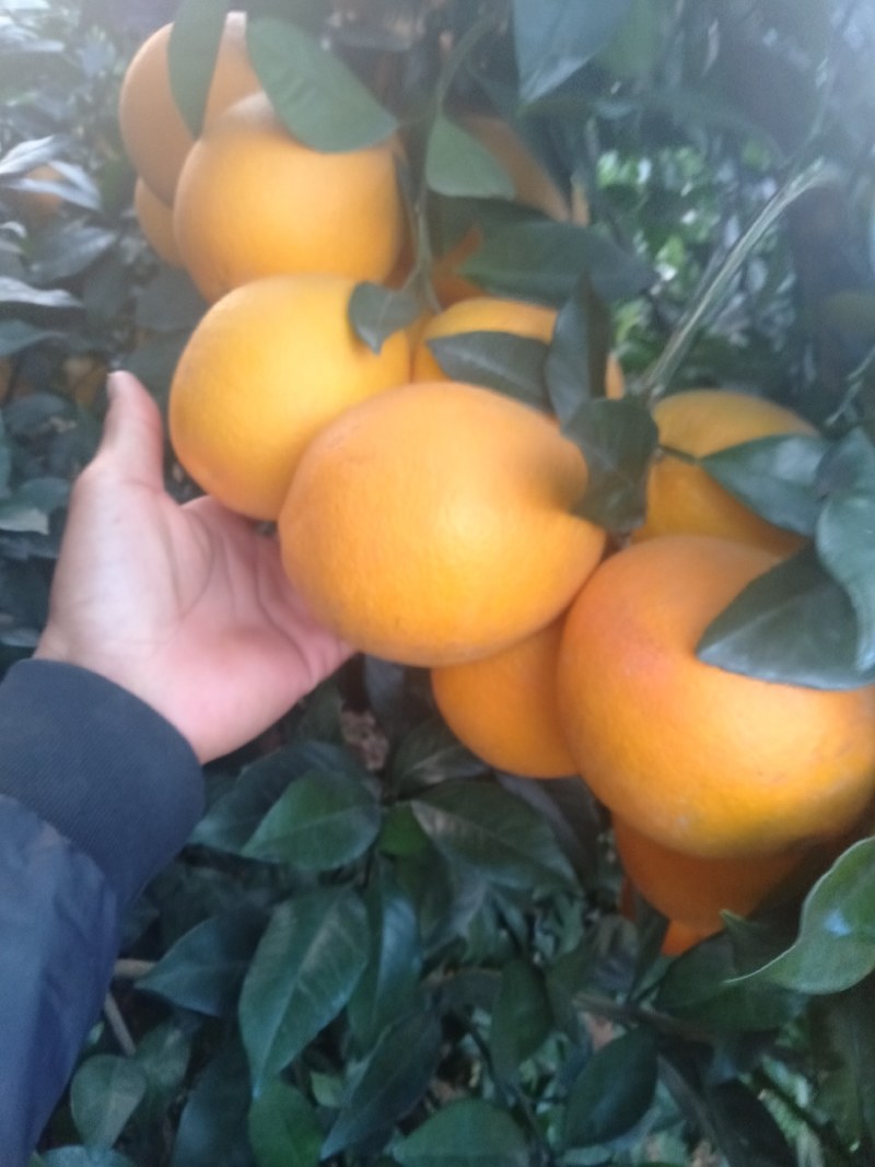 脐橙～富川脐橙之乡～纽荷尔脐~华脐7904