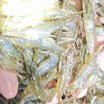 长期供应精品养殖河虾