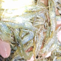 长期供应精品养殖河虾