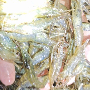 长期供应精品养殖河虾