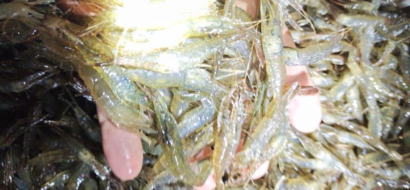 长期供应精品养殖河虾