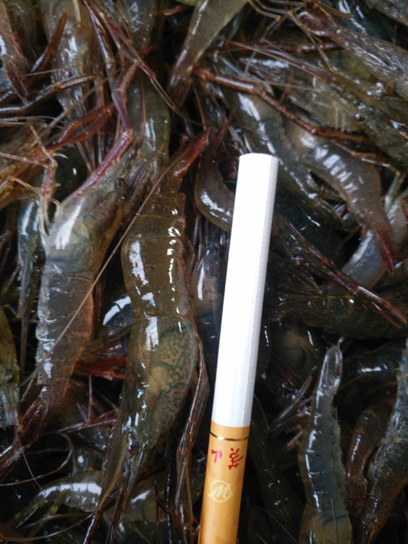 长期供应精品养殖河虾
