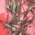 长期供应精品养殖河虾