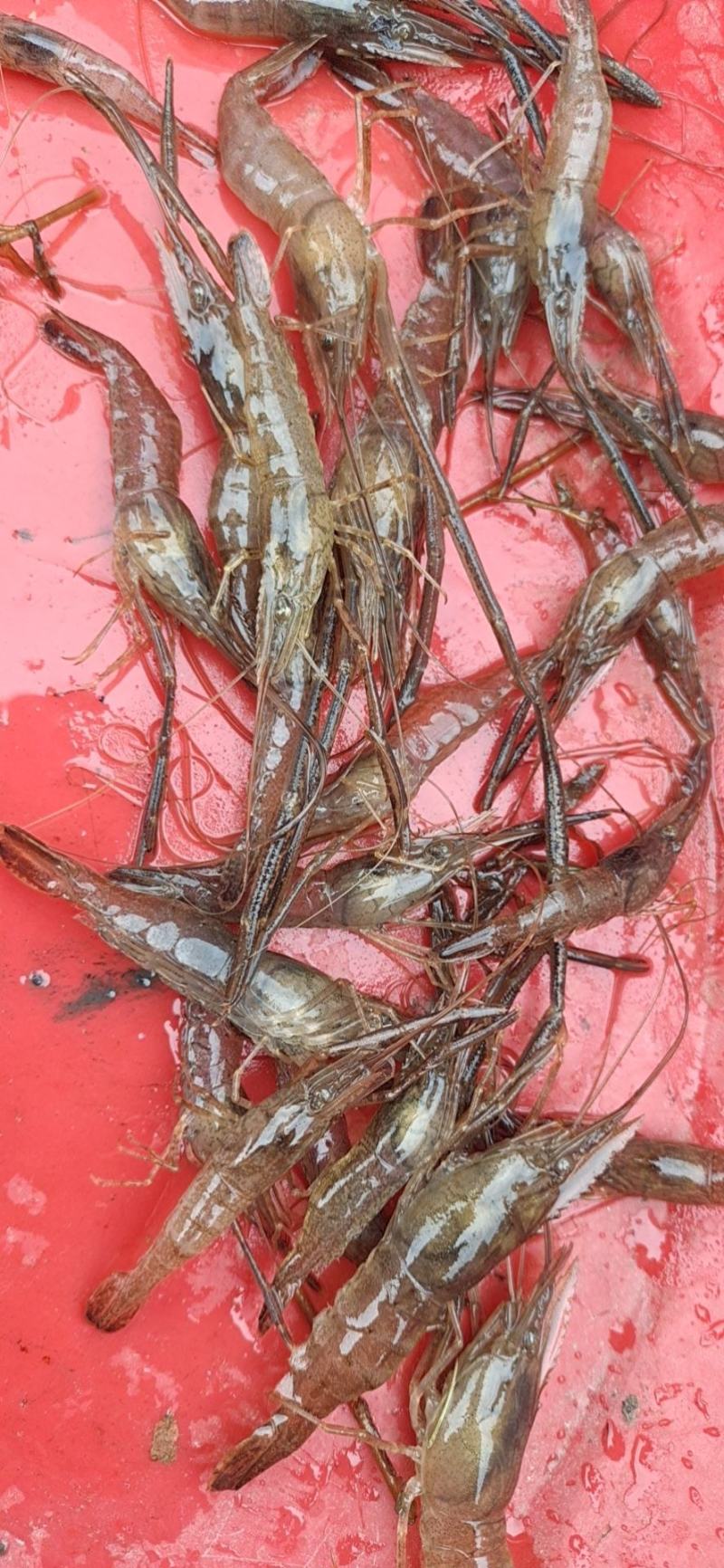 长期供应精品养殖河虾