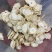 产地直销，大货供应西洋参，各种规格。物美价优？