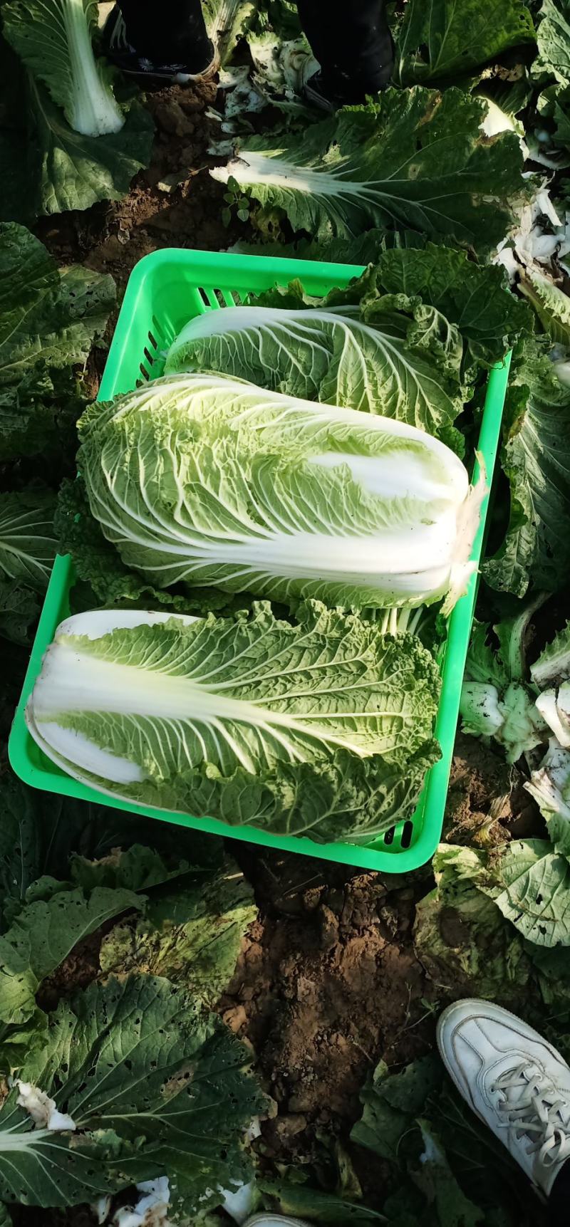 鲜白菜优质精品，基地直供，绿翠源果蔬专业合作社