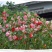 凤仙花种子籽四季庭院盆栽地栽凤仙透骨草指甲花急性子桃红金