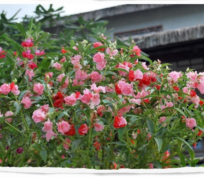 凤仙花种子籽四季庭院盆栽地栽凤仙透骨草指甲花急性子桃红金