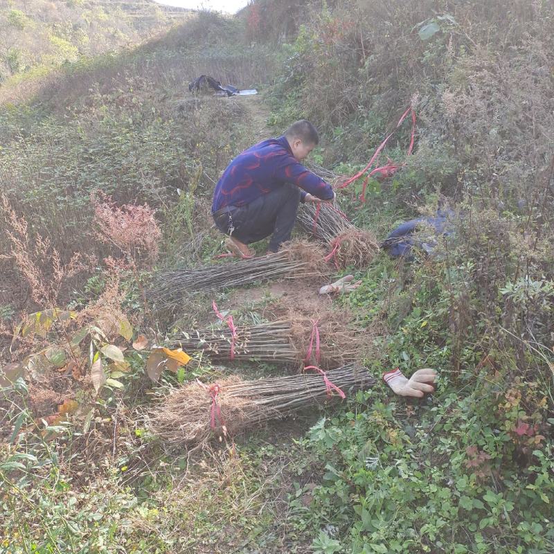 基地直销一无刺花椒苗