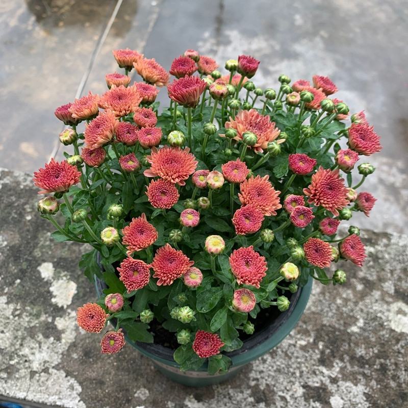 千头菊盆栽花苞植物室外花园耐寒球菊花植物四季种植