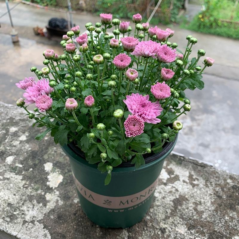千头菊盆栽花苞植物室外花园耐寒球菊花植物四季种植