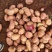 【大量上市】云南马铃薯合作88号土豆可加工厂大大提高产品