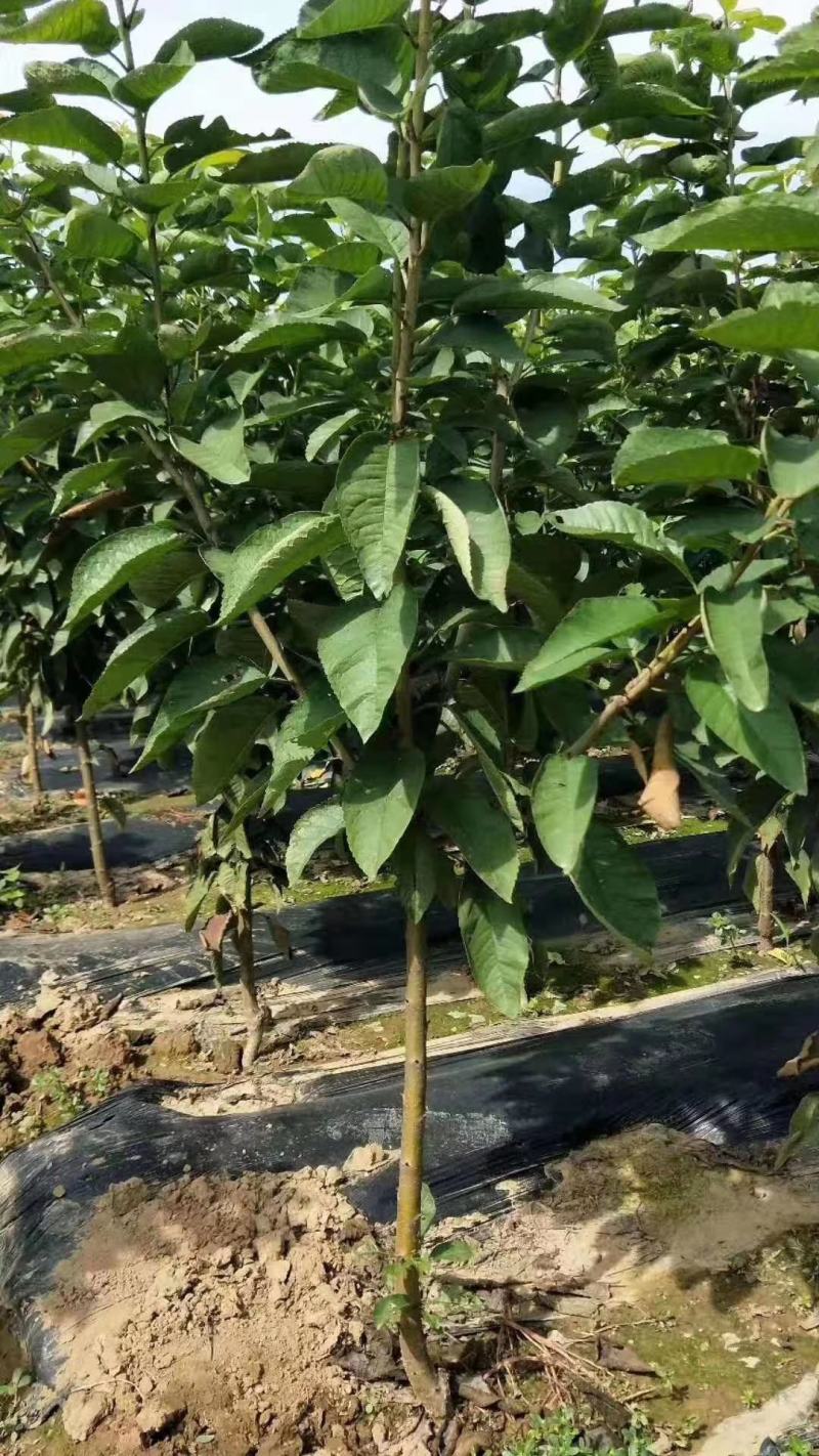 樱桃树苗红灯艳阳萨米特早品种齐全当年挂果