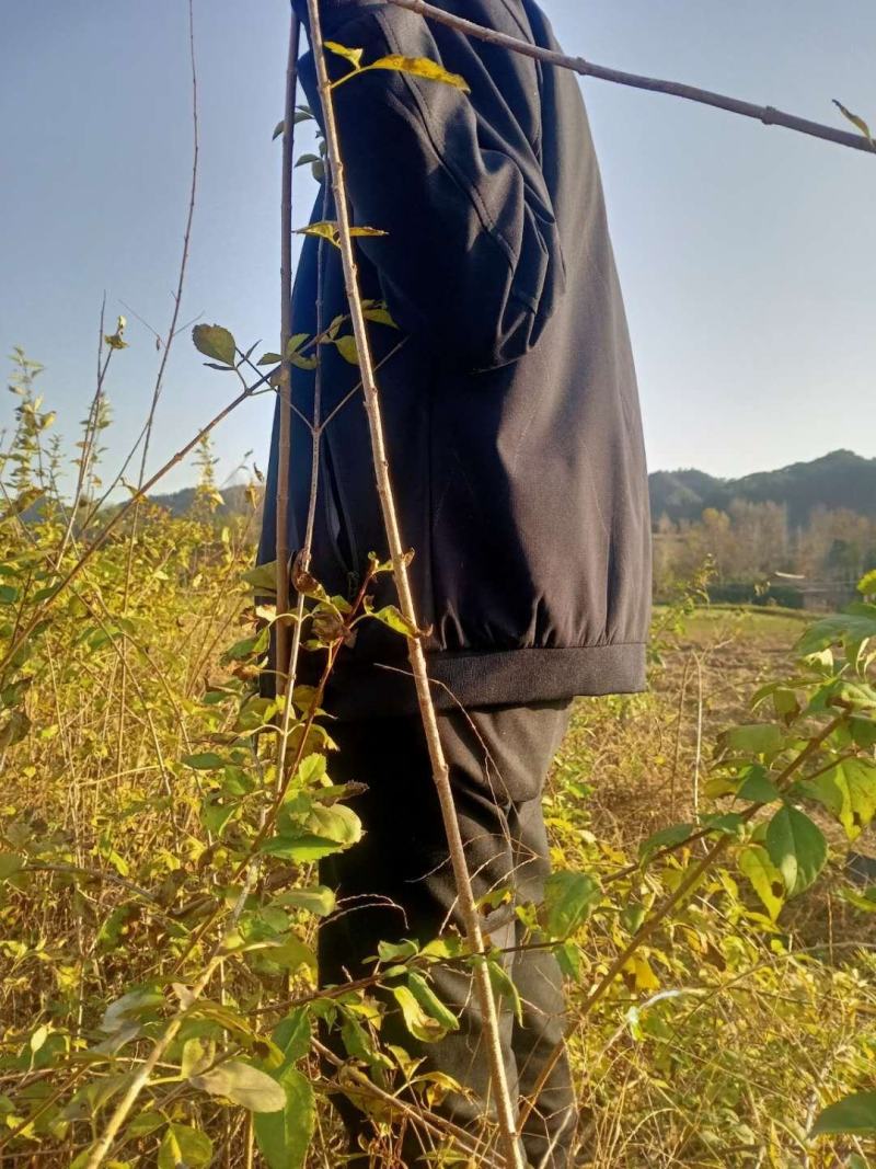 营养杯连翘苗12/12
