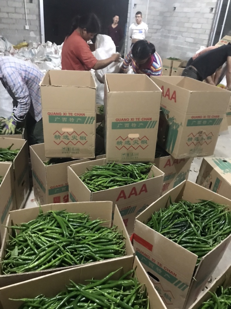 新鲜辣椒，线椒，8号，3号，2号，基地直供，