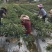 新鲜辣椒，线椒，8号，3号，2号，基地直供，
