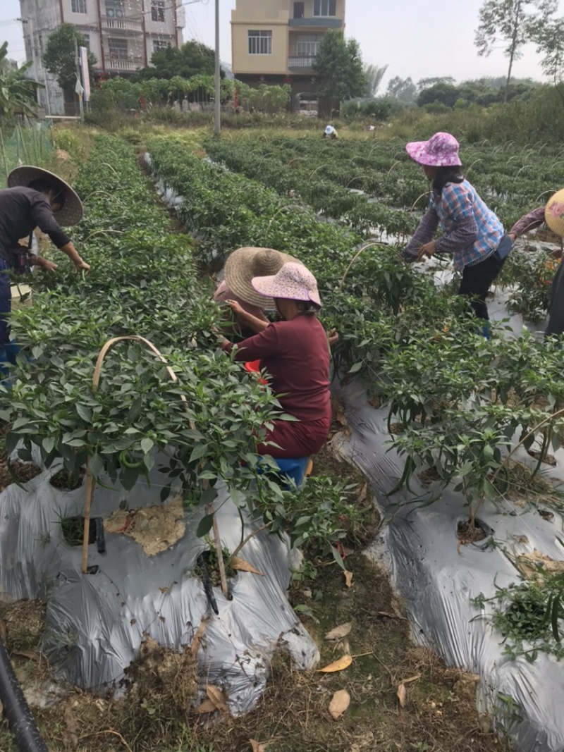 新鲜辣椒，线椒，8号，3号，2号，基地直供，