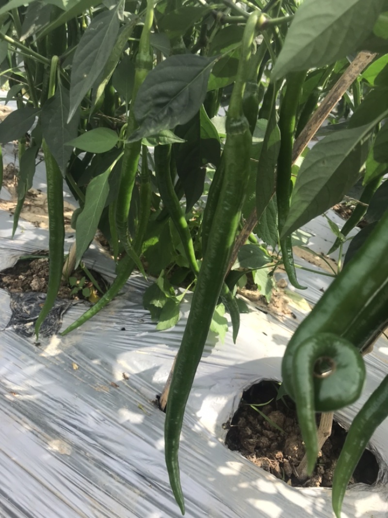 新鲜辣椒，线椒，8号，3号，2号，基地直供，