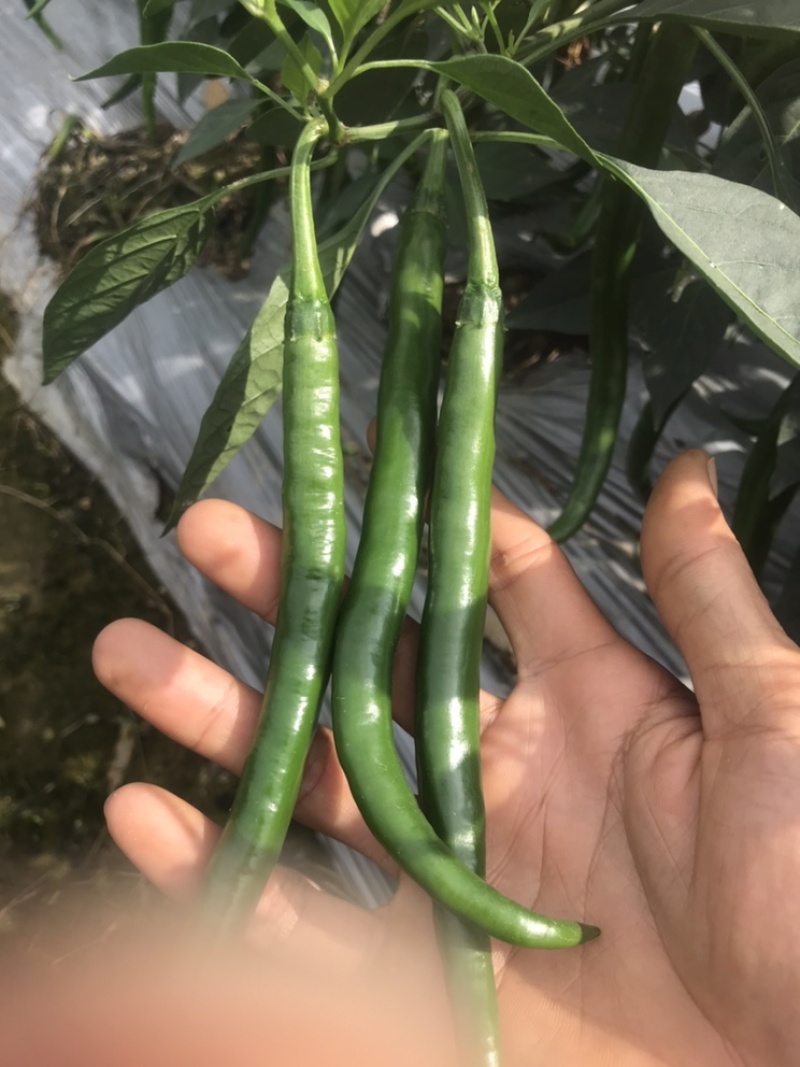 新鲜辣椒，线椒，8号，3号，2号，基地直供，