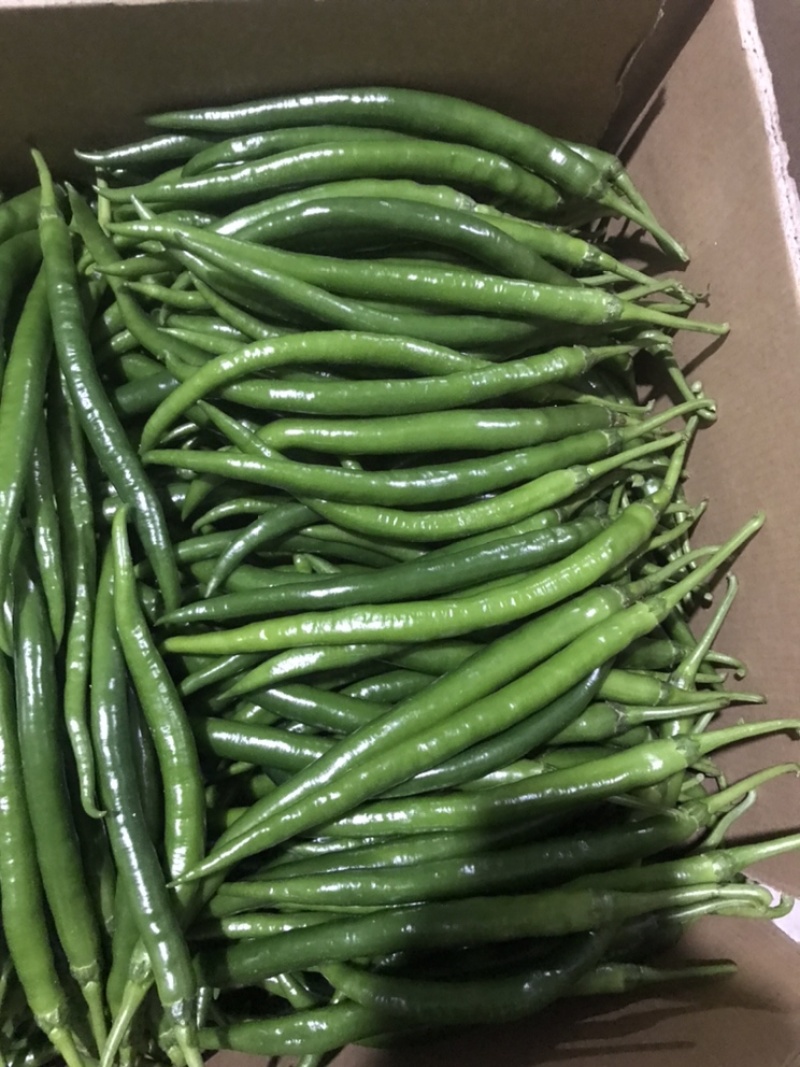 新鲜辣椒，线椒，8号，3号，2号，基地直供，