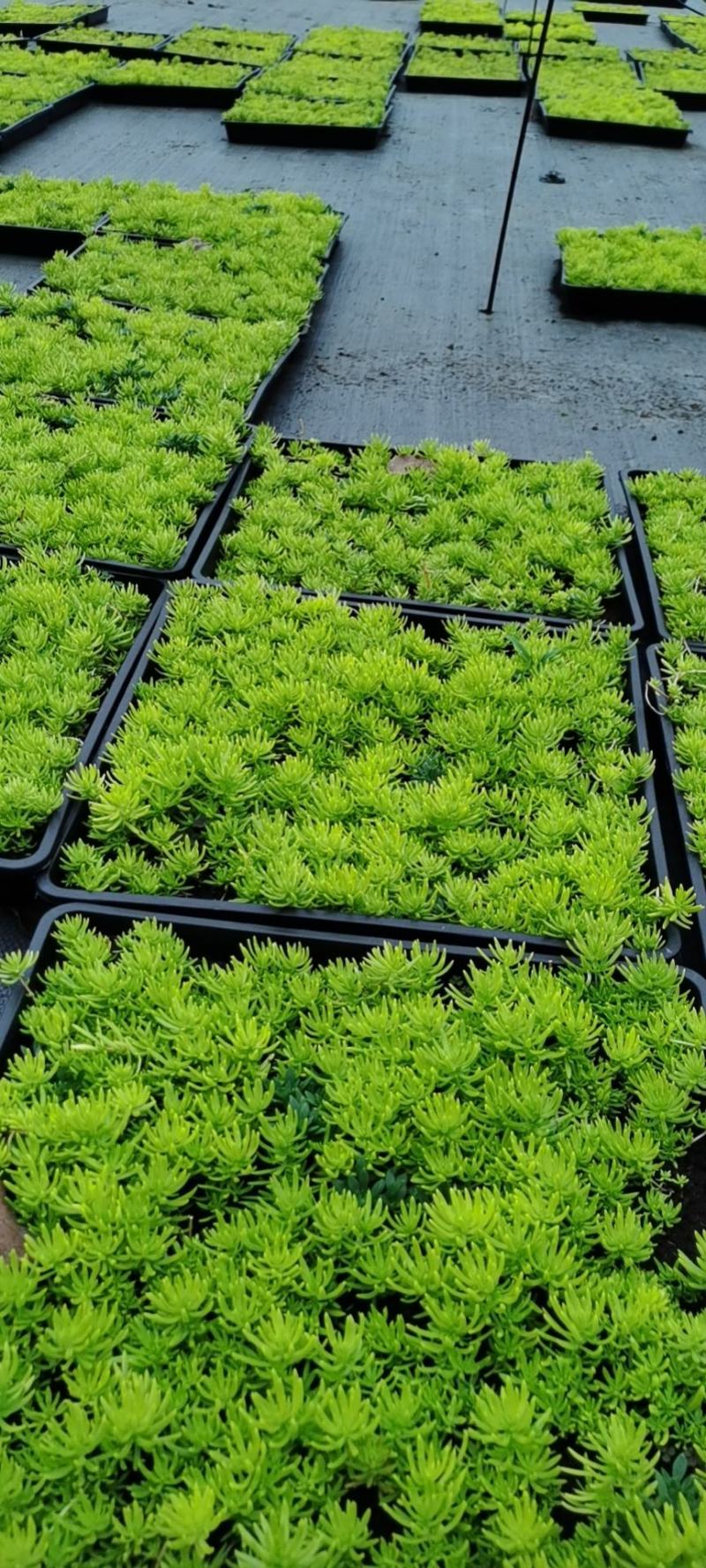 佛甲草/方盘佛甲草/基地直销/保质保量/