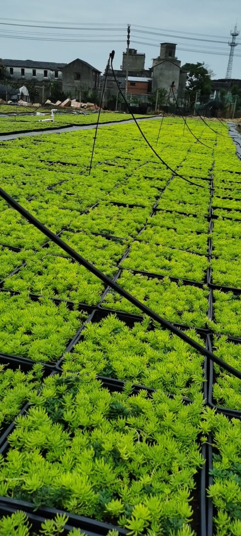 佛甲草/方盘佛甲草/基地直销/保质保量/