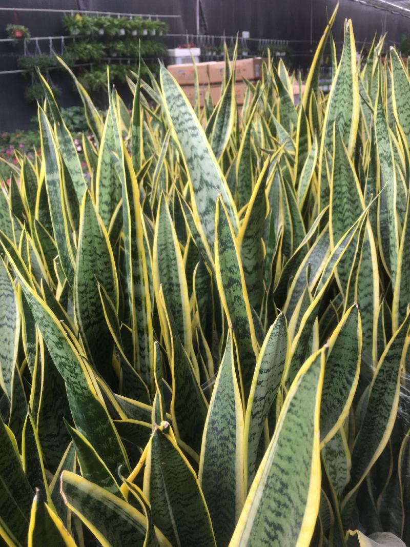 虎皮兰金边虎尾兰植物室内吸甲醛净化空气客厅绿植盆栽花