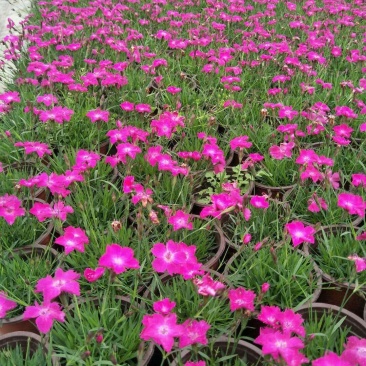 欧石竹/365天开花神器/多年生草本/四季草花/基地直销