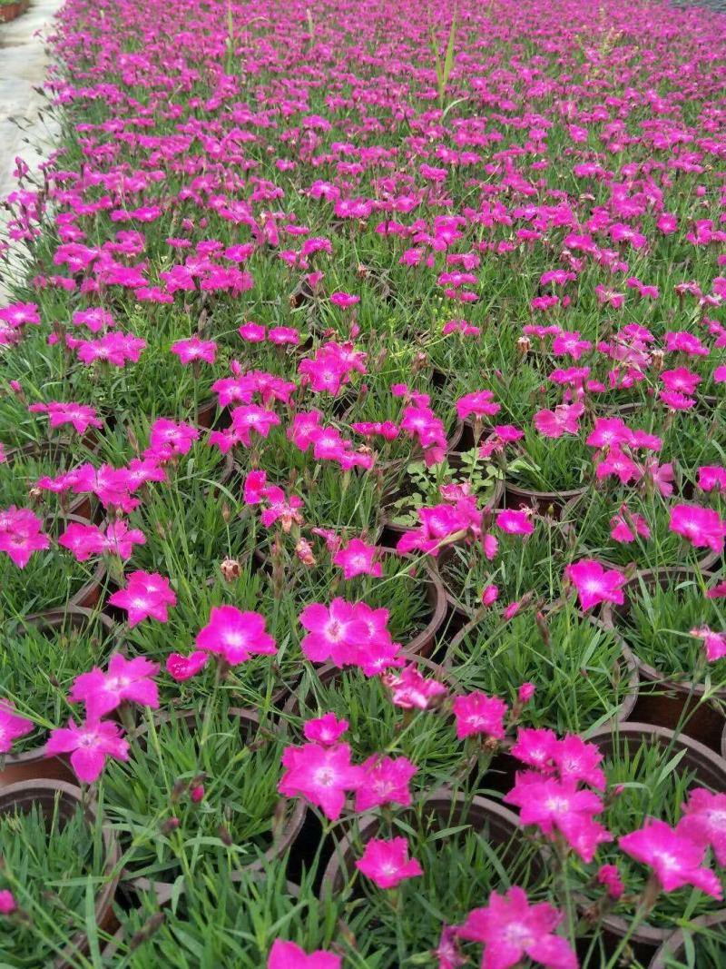 欧石竹/365天开花神器/多年生草本/四季草花/基地直销