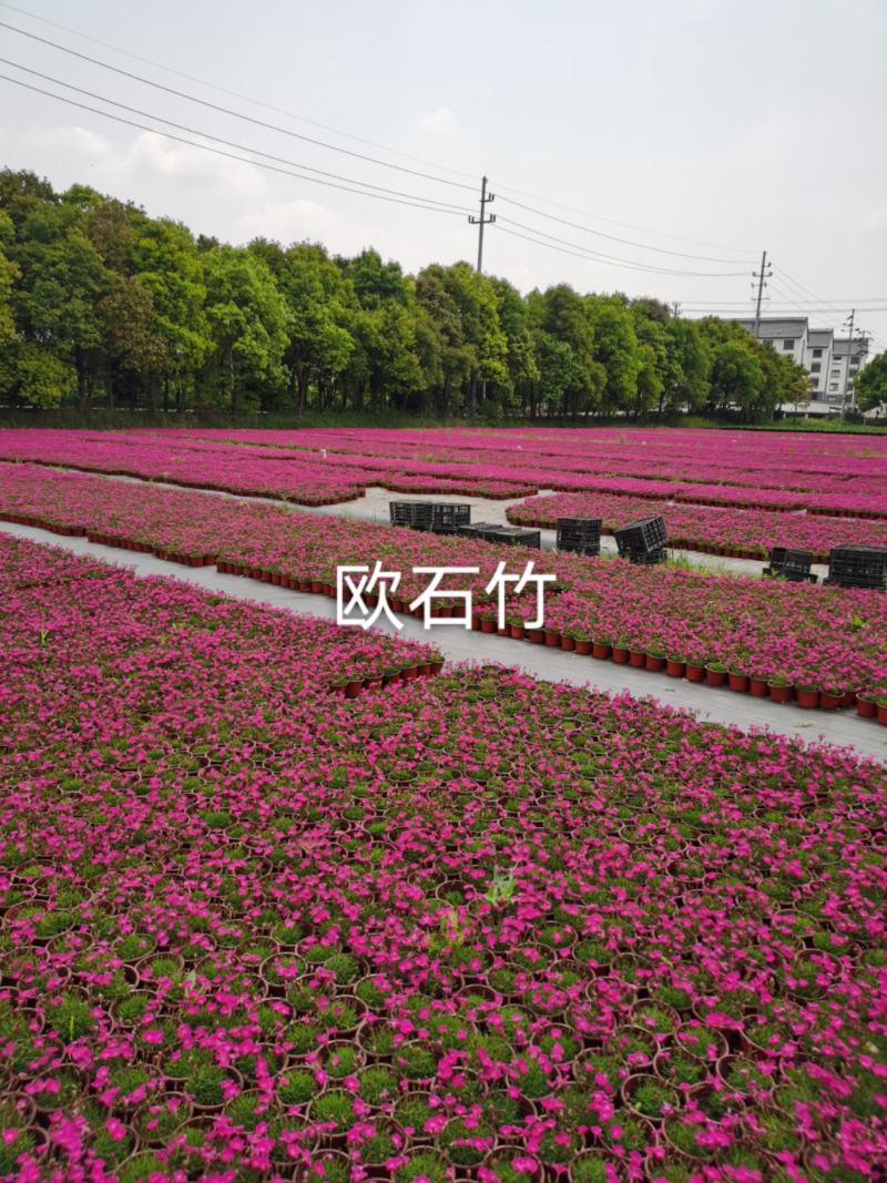 欧石竹/365天开花神器/多年生草本/四季草花/基地直销