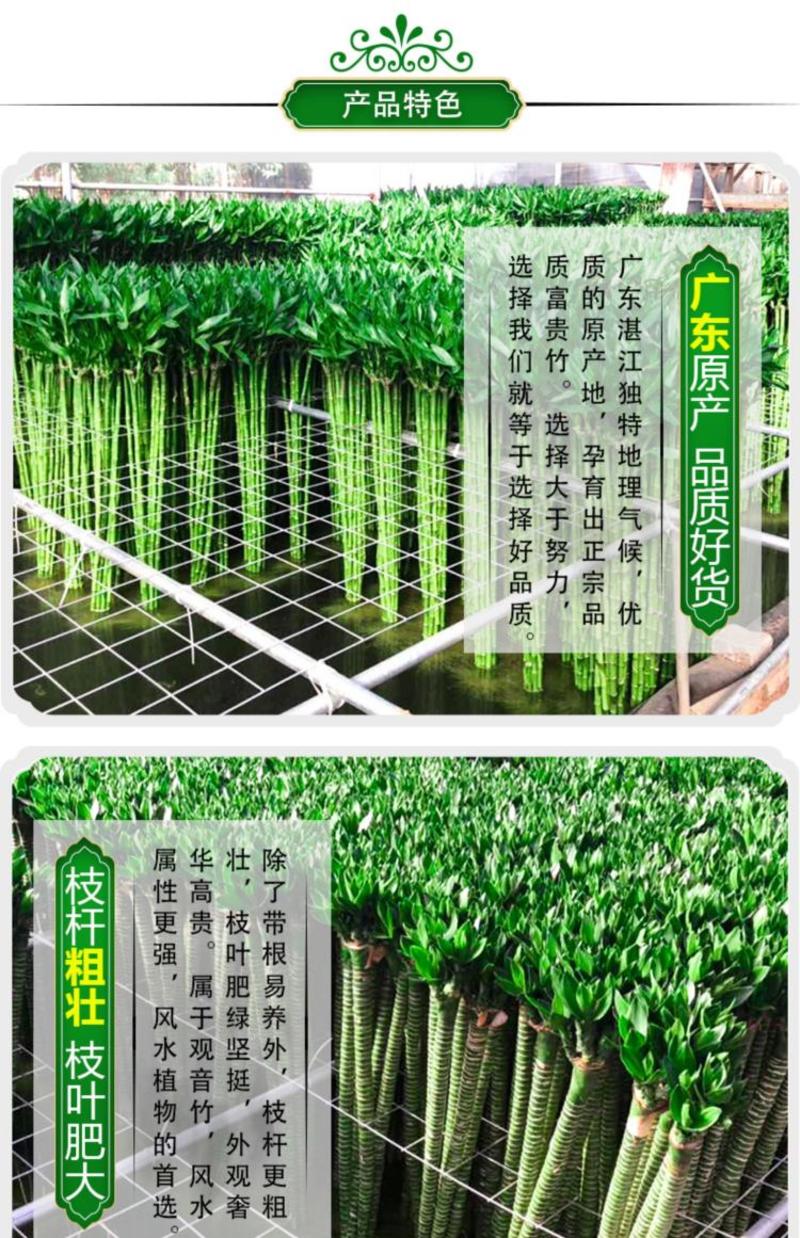 龙竹带根水培转运富贵竹植物节节高室内观音竹子植物客厅水养