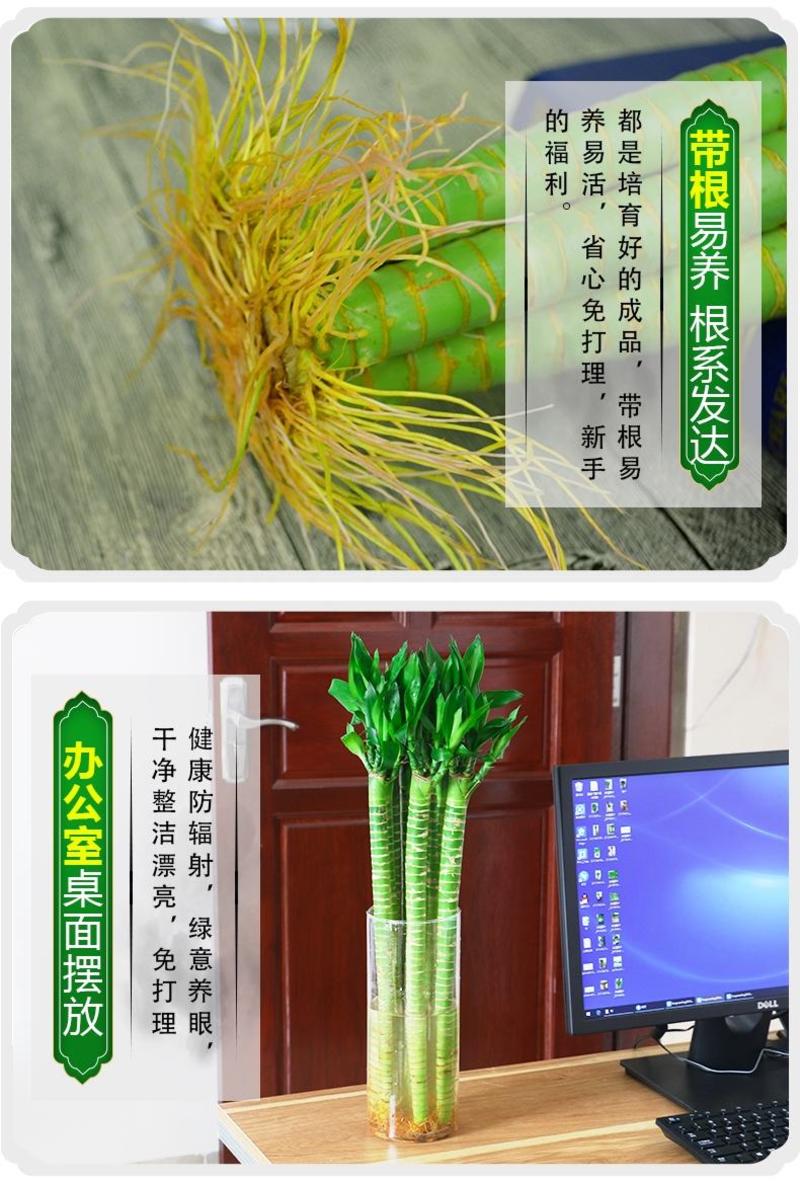 龙竹带根水培转运富贵竹植物节节高室内观音竹子植物客厅水养