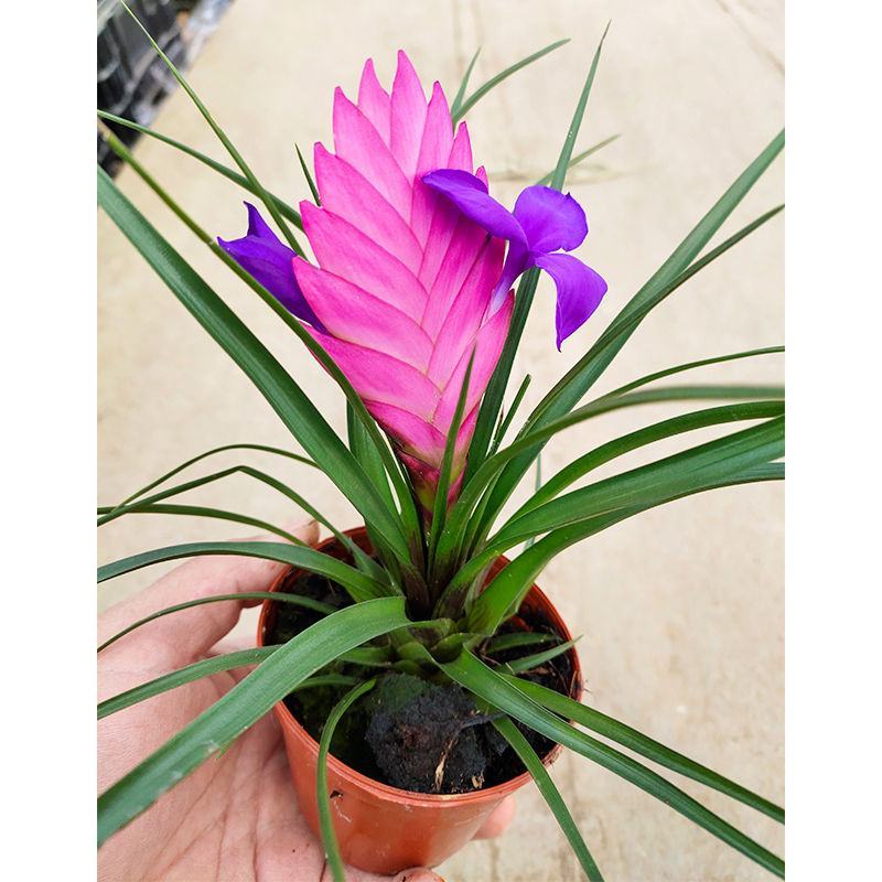 开花植物迷你凤梨铁兰室内盆栽花卉盆景植物桌面小盆栽