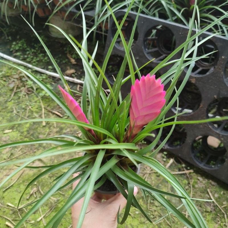 开花植物迷你凤梨铁兰室内盆栽花卉盆景植物桌面小盆栽