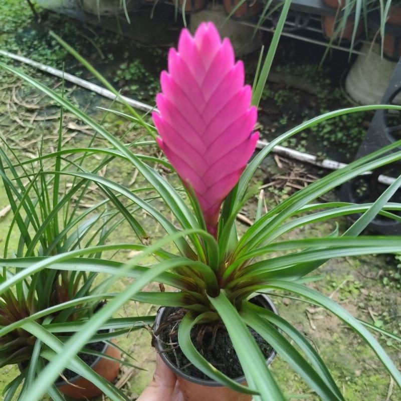 开花植物迷你凤梨铁兰室内盆栽花卉盆景植物桌面小盆栽