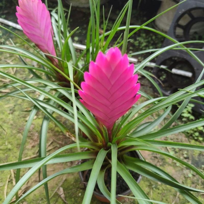 开花植物迷你凤梨铁兰室内盆栽花卉盆景植物桌面小盆栽