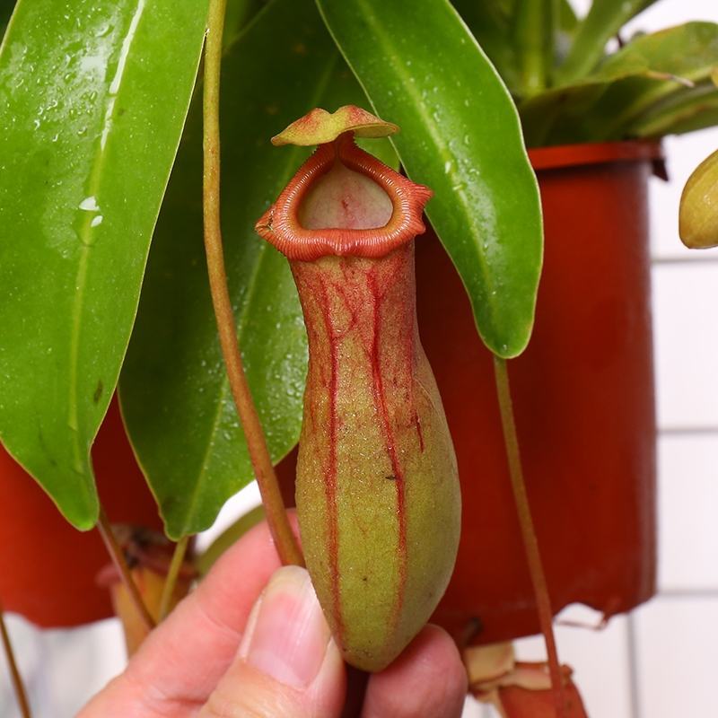 红宝石猪笼草招财进宝食虫植物盆栽血腥玛丽室内驱蚊净化空气