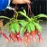 红宝石猪笼草招财进宝食虫植物盆栽血腥玛丽室内驱蚊净化空气