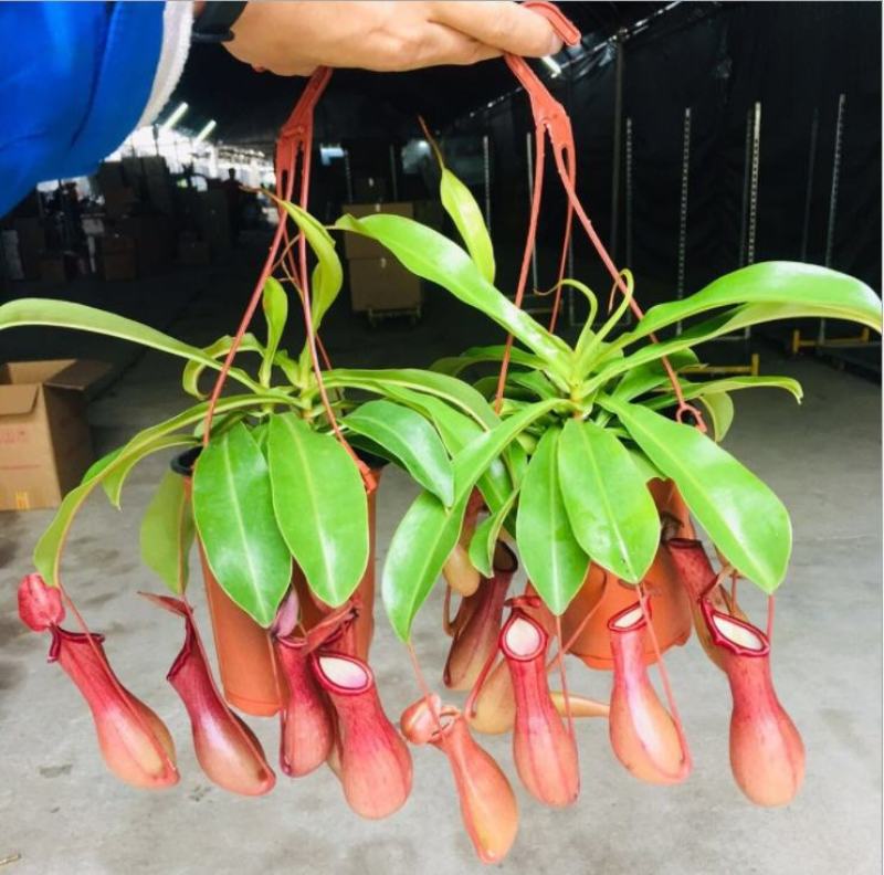 红宝石猪笼草招财进宝食虫植物盆栽血腥玛丽室内驱蚊净化空气