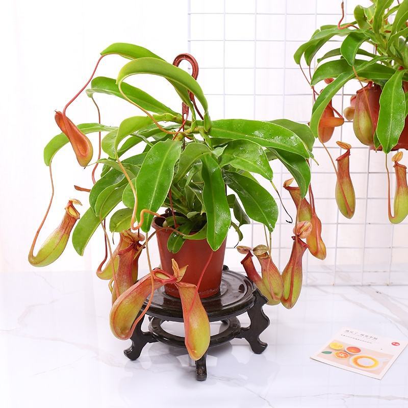 红宝石猪笼草招财进宝食虫植物盆栽血腥玛丽室内驱蚊净化空气